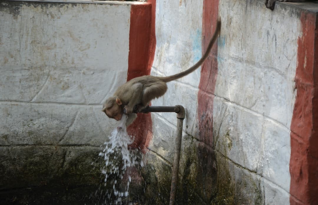 विश्व मंच पर भारत का बढ़ता कद: एक नई पहचान और अथक यात्रा